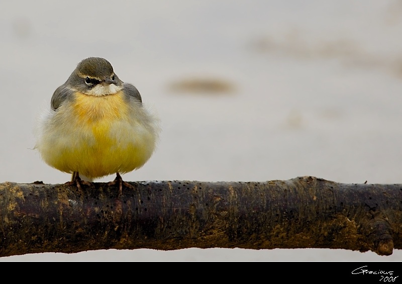 Grey Wagtail