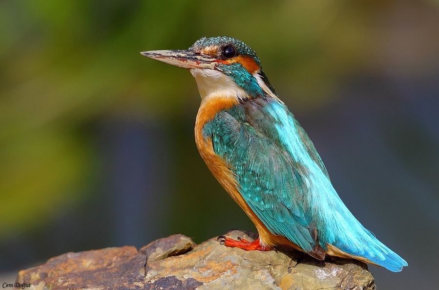 Common Kingfisher