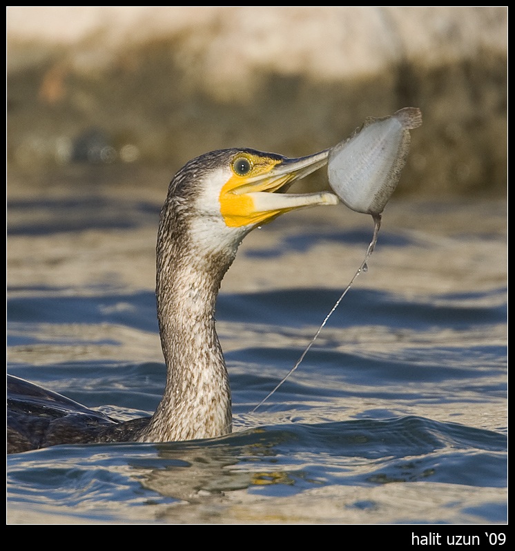 Great Cormorant