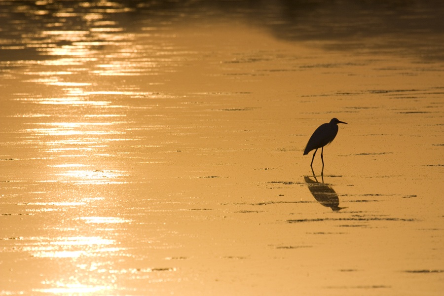 Great Egret