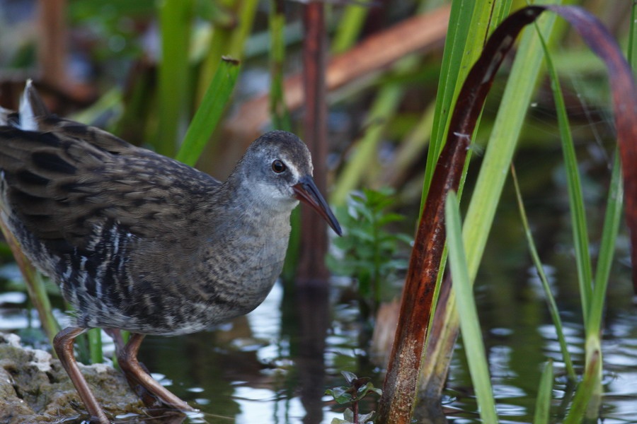 Water Rail