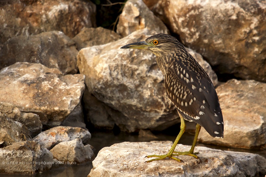 Black-crowned Night Heron