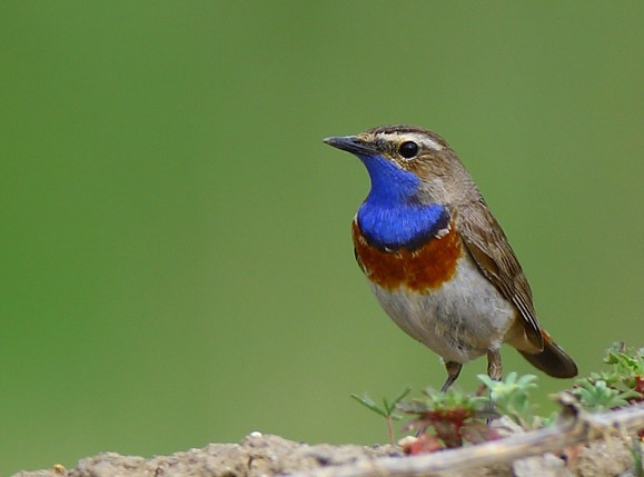 Bluethroat