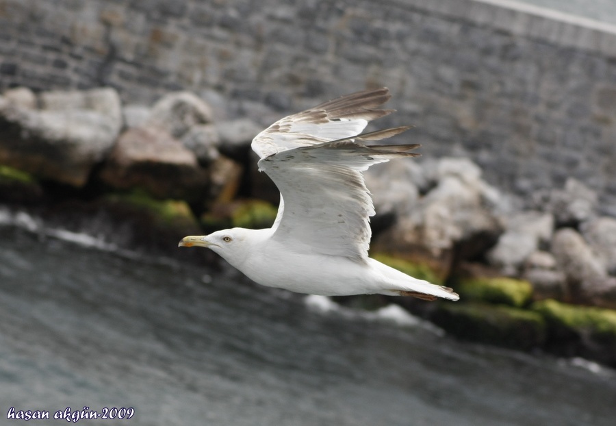 Yellow-legged Gull