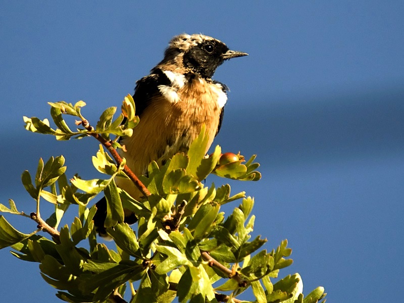 Black-eared Wheatear