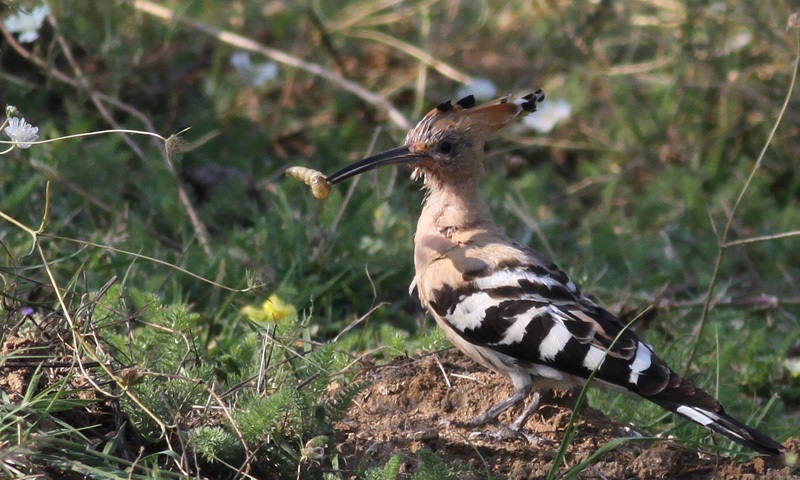 Eurasian Hoopoe