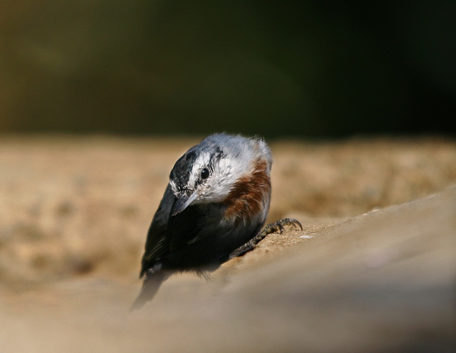 Krüper`s Nuthatch