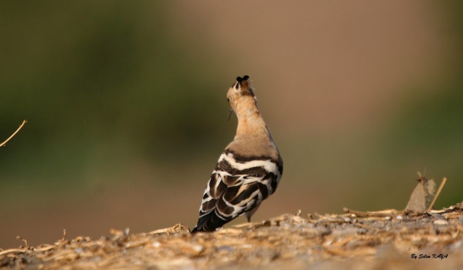 Eurasian Hoopoe