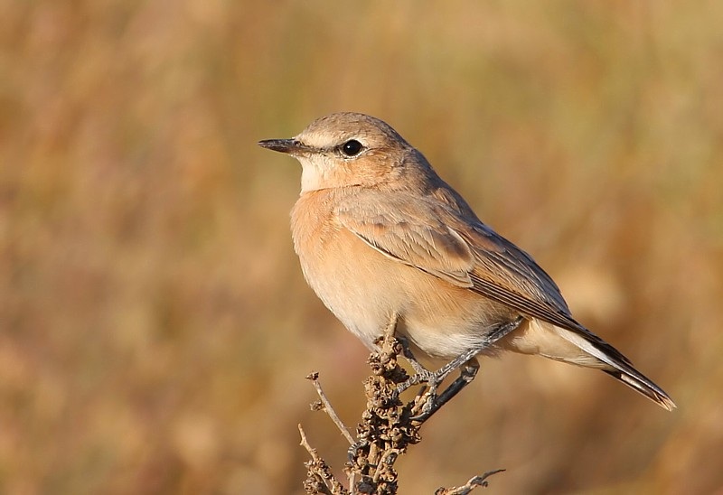 Isabelline Wheatear