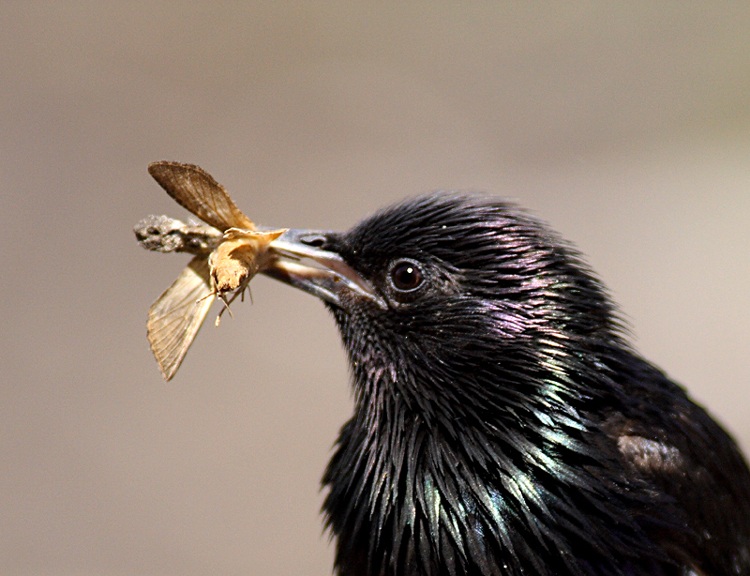 Common Starling