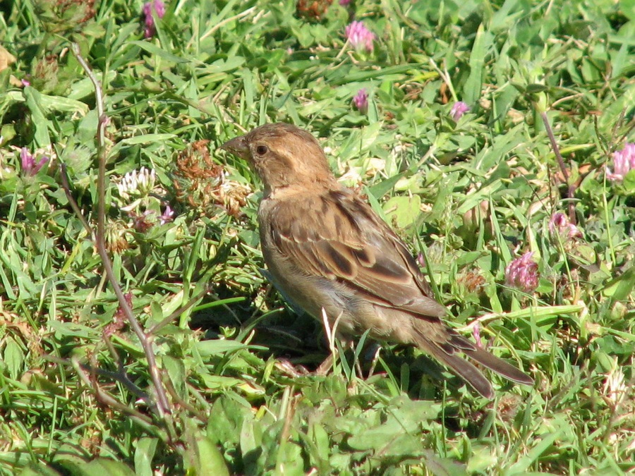 House Sparrow