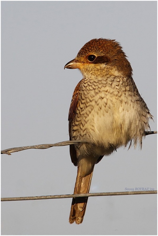 Red-backed Shrike