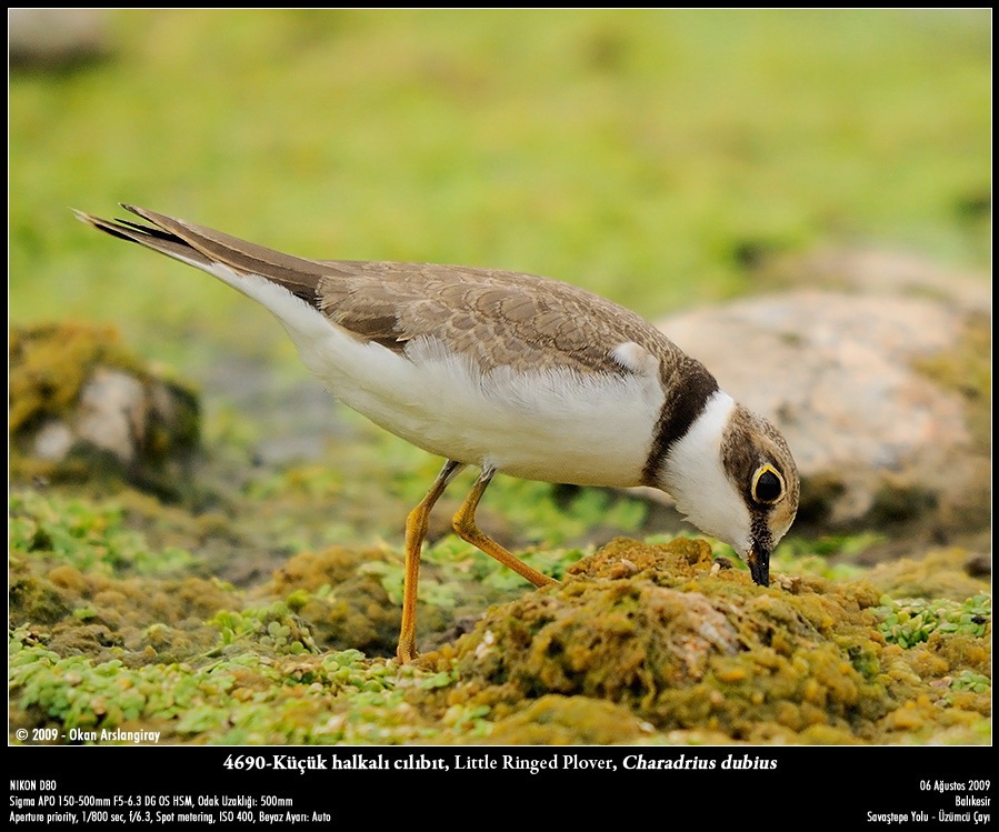 Little Ringed Plover