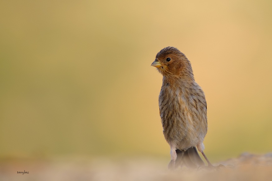 Red-fronted Serin
