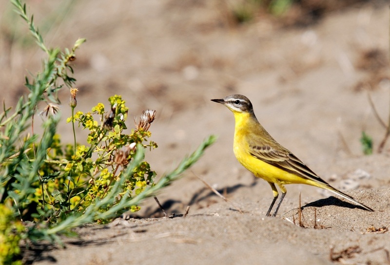 Western Yellow Wagtail