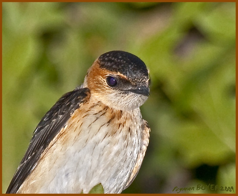 Red-rumped Swallow