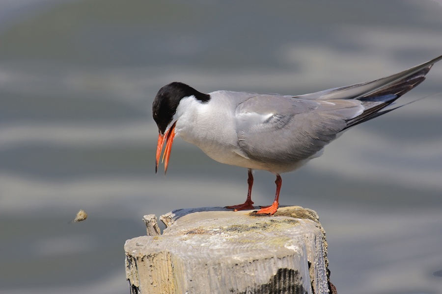 Common Tern