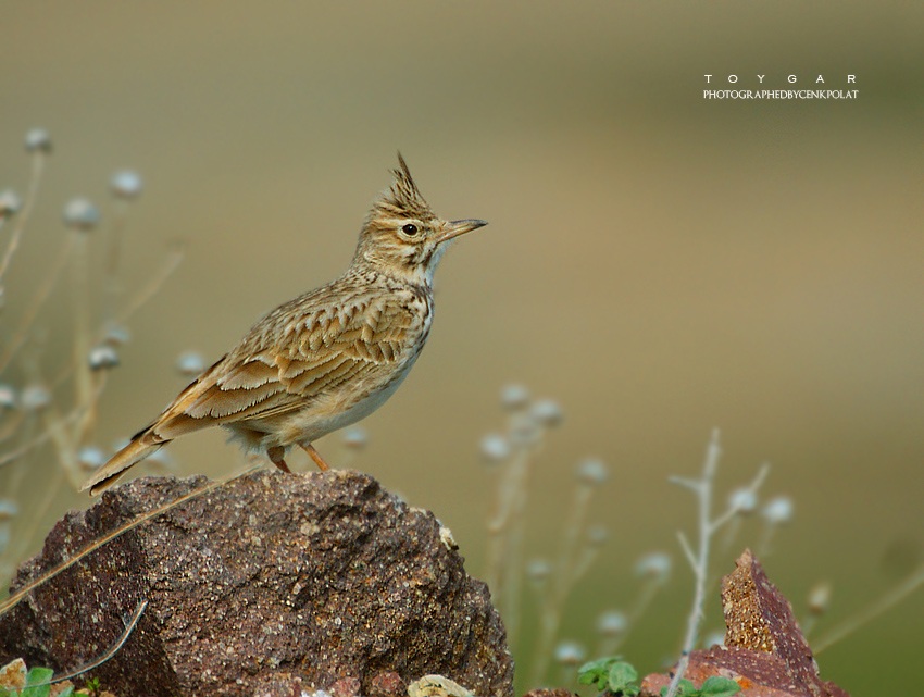 Crested Lark