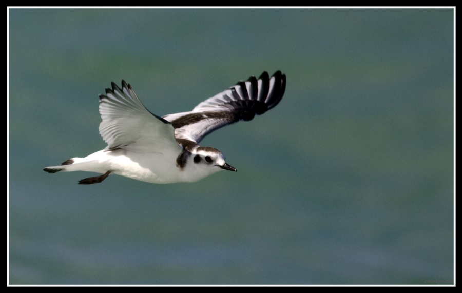 Little Gull
