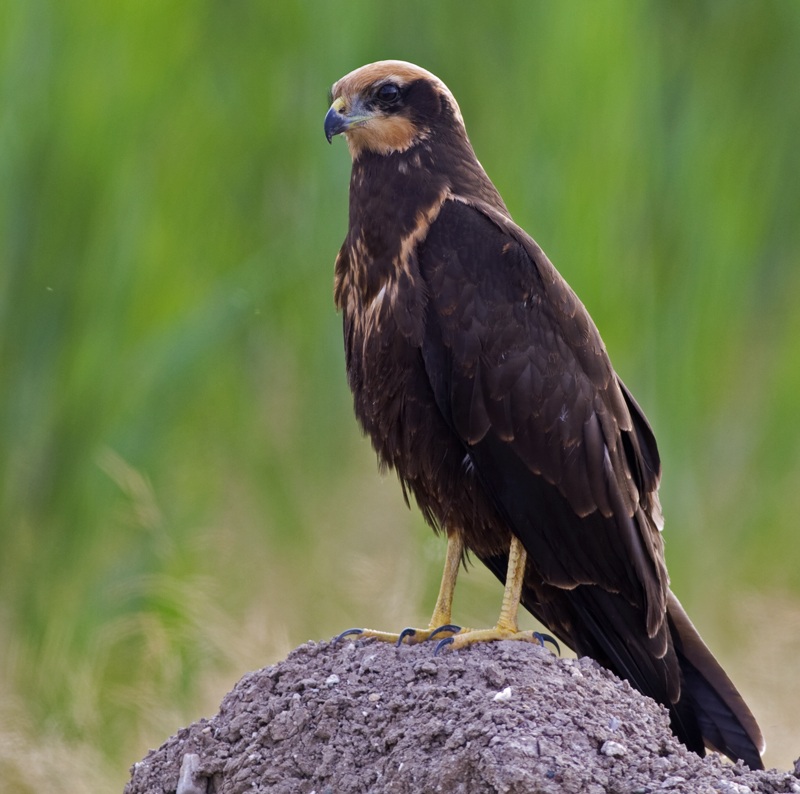 Western Marsh Harrier