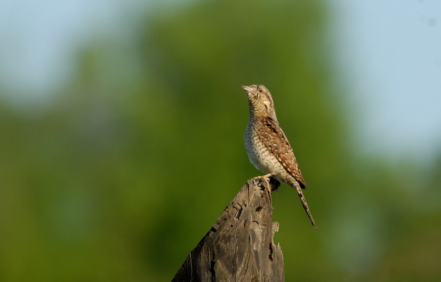 Eurasian Wryneck