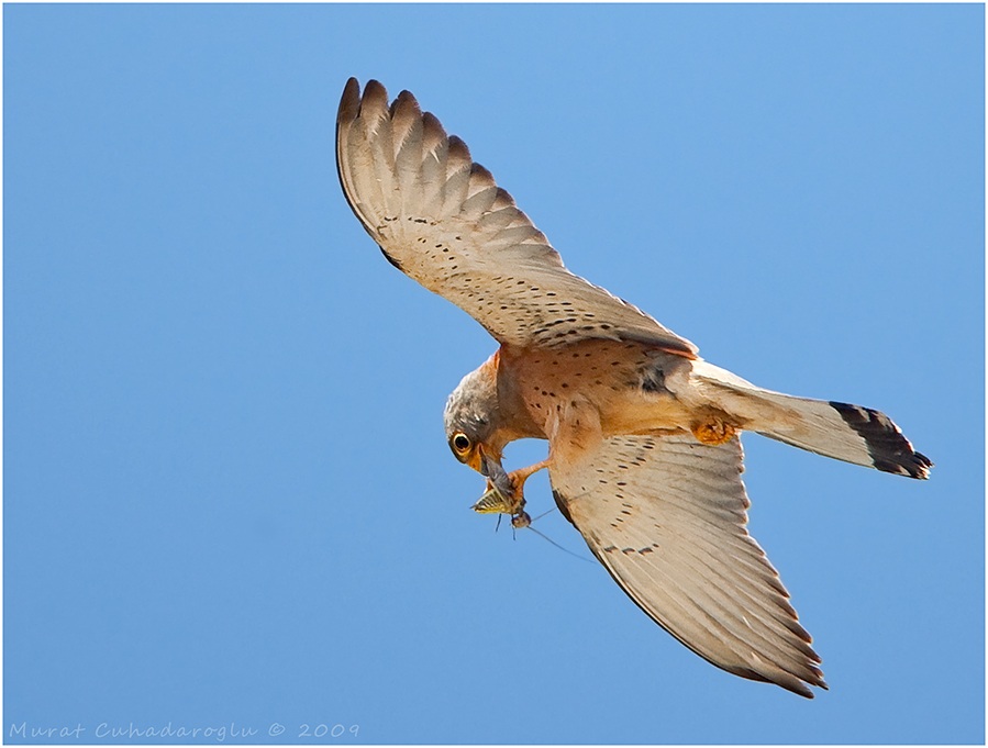 Lesser Kestrel