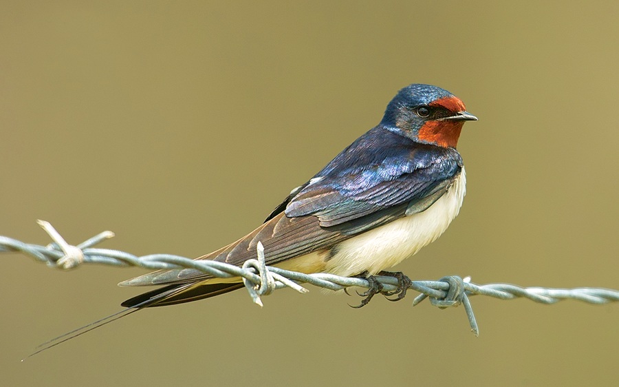 Barn Swallow