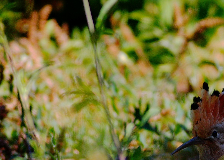 Eurasian Hoopoe