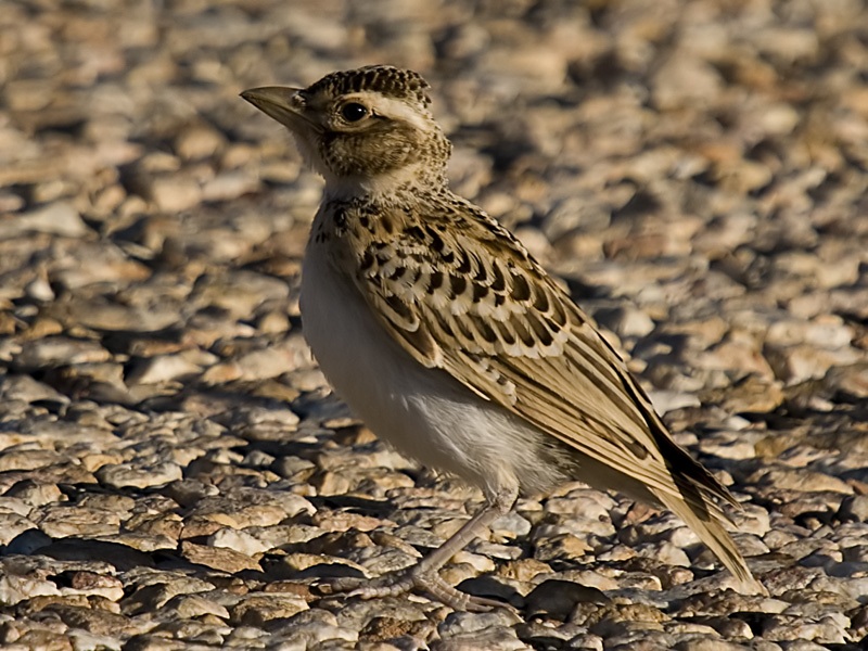 Greater Short-toed Lark