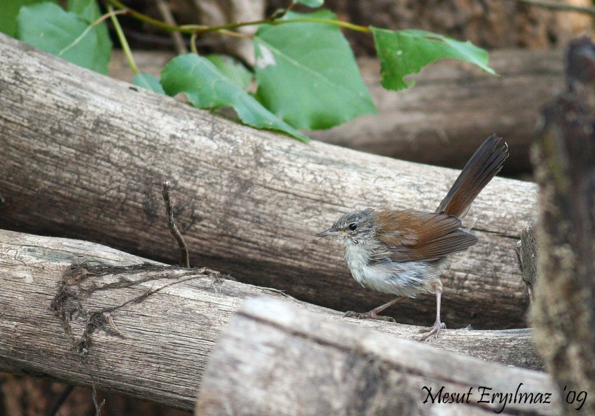 Cetti`s Warbler
