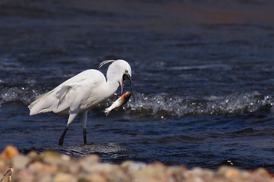 Little Egret