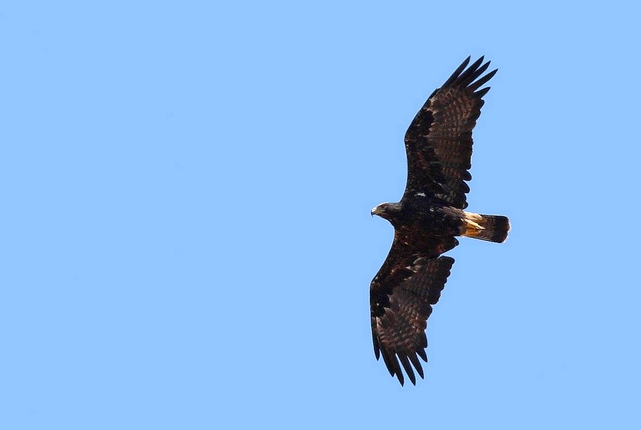 Şah Kartal