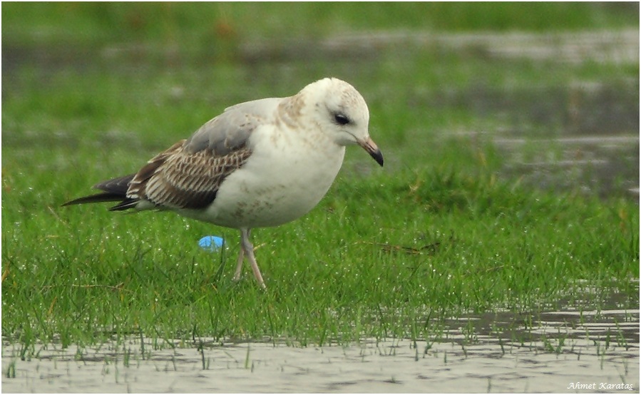 Common Gull