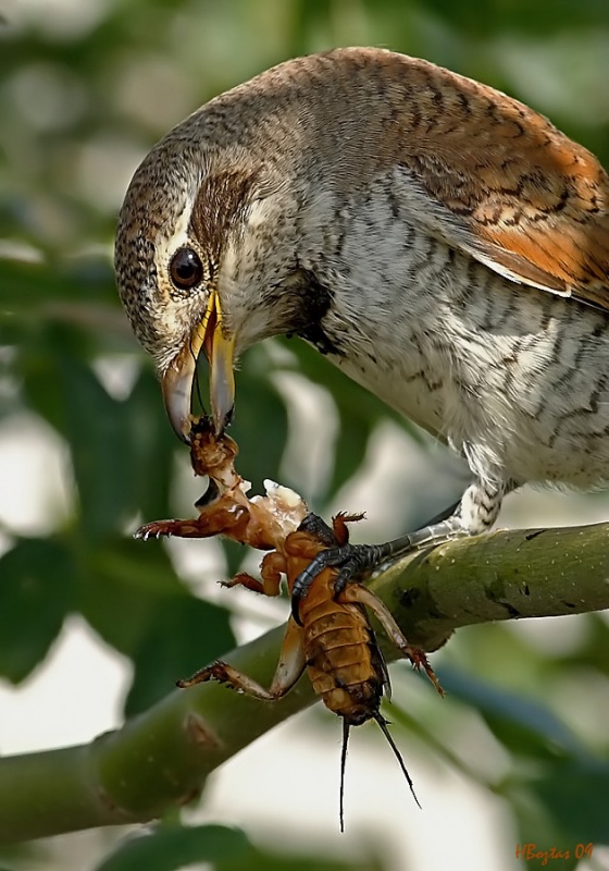 Kızılsırtlı Örümcekkuşu