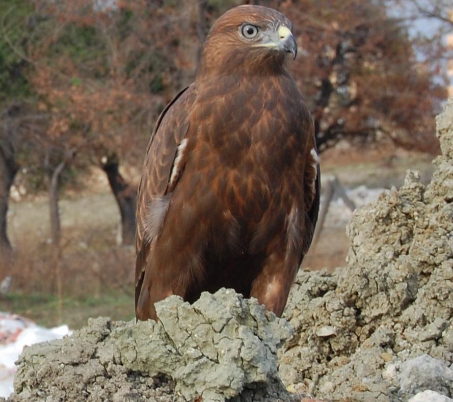 Kızıl Şahin