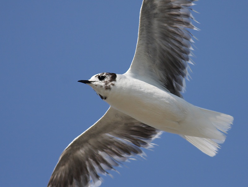 Little Gull