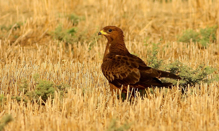 Arı Şahini
