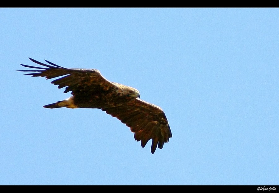 Şah Kartal