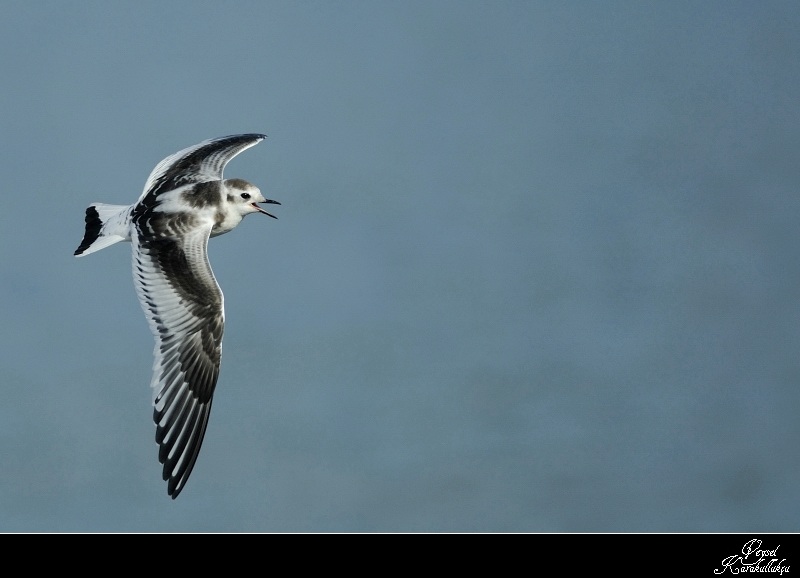 Little Gull
