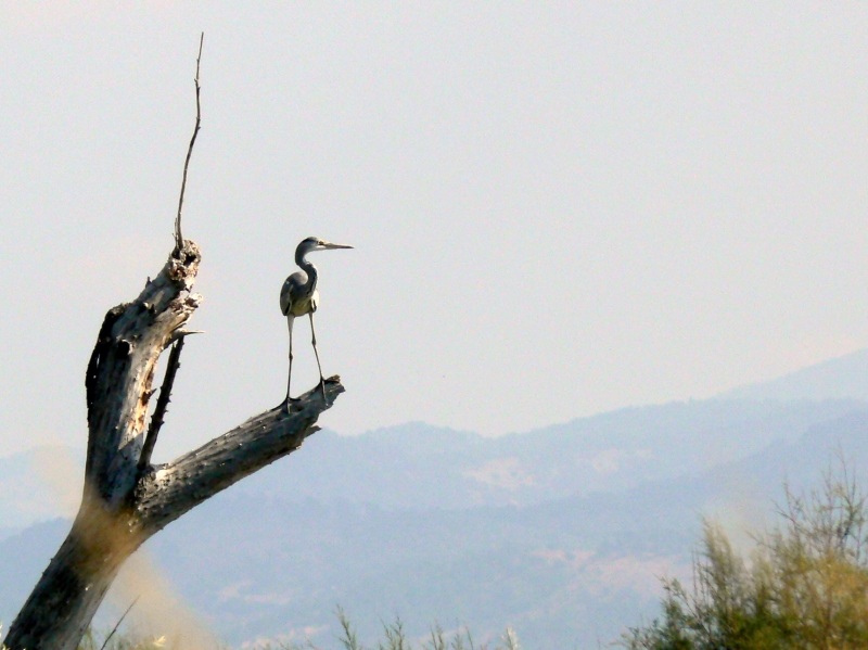 Gri Balıkçıl
