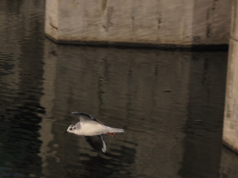 Little Gull