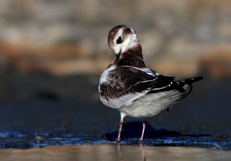 Little Gull