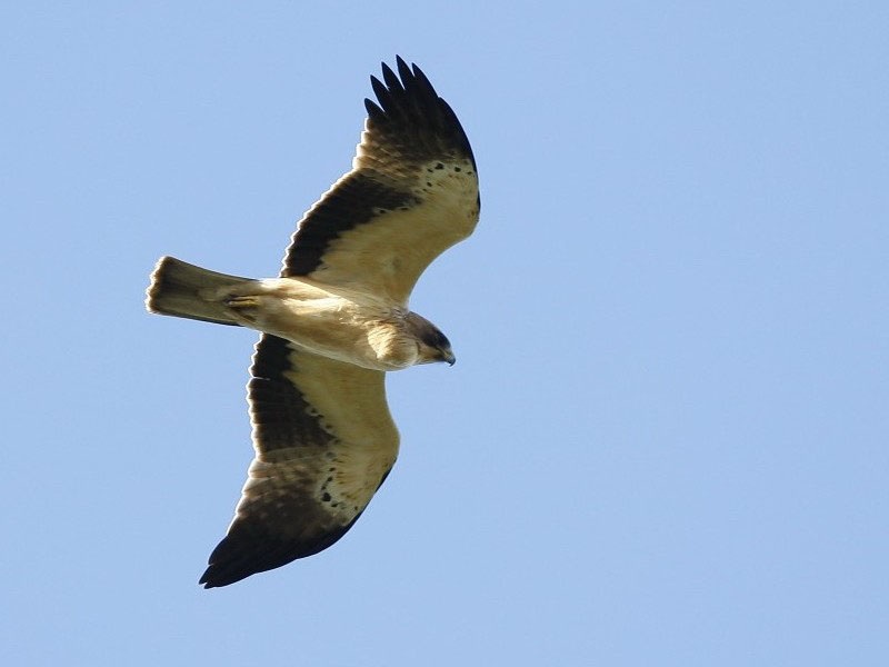 Küçük Kartal