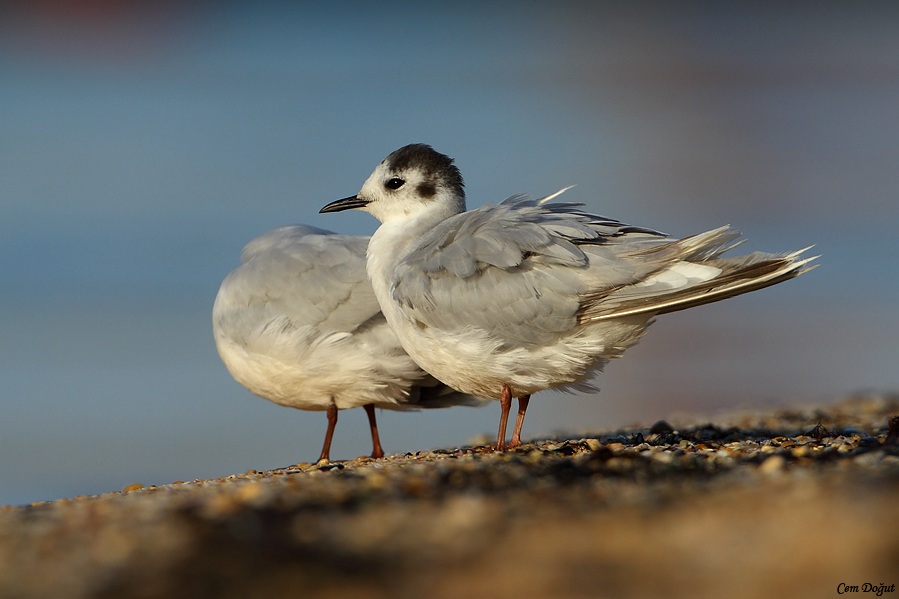 Little Gull