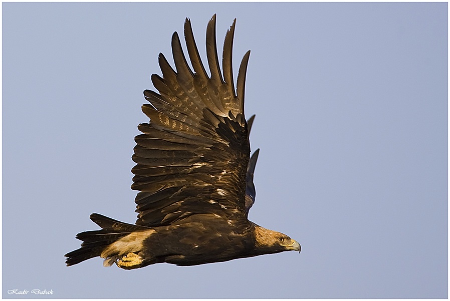 Eastern Imperial Eagle