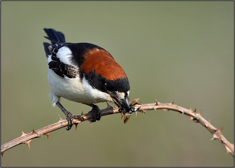 Woodchat Shrike