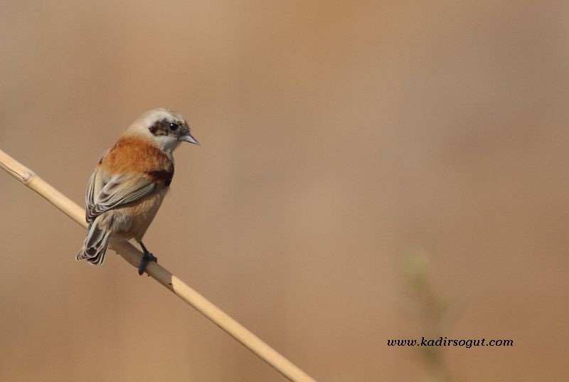 Eurasian Penduline Tit