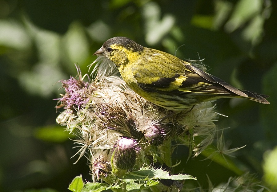 Eurasian Siskin