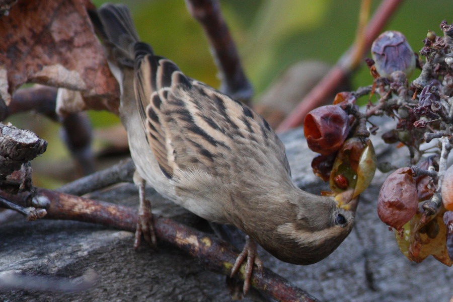 House Sparrow