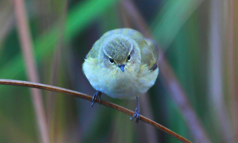 Willow Warbler